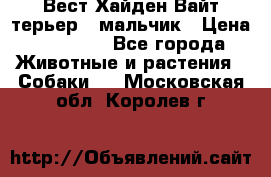 Вест Хайден Вайт терьер - мальчик › Цена ­ 35 000 - Все города Животные и растения » Собаки   . Московская обл.,Королев г.